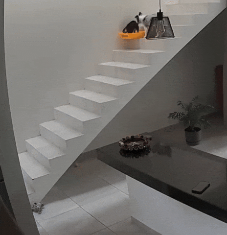 cuteanimalland giphyupload GIF