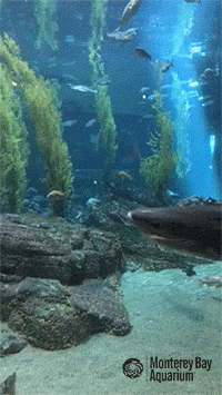 sevengill shark GIF by Monterey Bay Aquarium