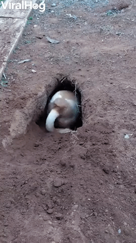 Dog Digs Impressive Hole