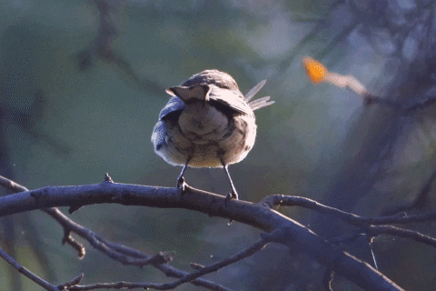 jonathaneisen giphygifmaker birds brooklyn warblers GIF