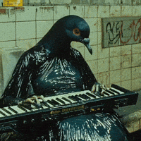doopiidoo music keyboard pigeon synthesizer GIF