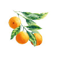 wineandsomething illustration orange wine fruit Sticker