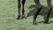 Black Beauty Sport GIF