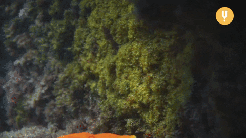 Chomping Fish Eating GIF by CuriosityStream