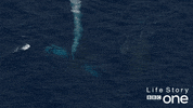 life story ocean GIF by BBC