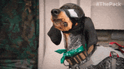 The Pack Dogs GIF by Amazon Prime Video