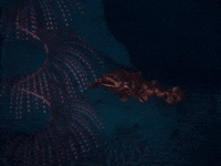 ocean GIF by Beyond Blue