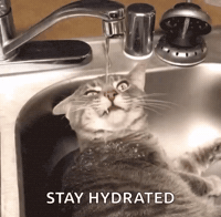 This And That Cat GIF