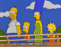 homer simpson wow GIF