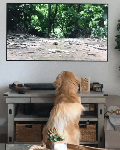 cuteanimalland giphyupload GIF