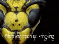 When She Touch Yo Stingaling GIF