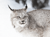 lyallpenleyphotos lynx bigcat lyallpenley GIF