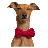 Italian Greyhound No Sticker