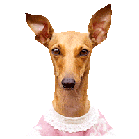 Italian Greyhound Sticker