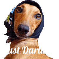 iggyjoey dog fashion darling iggy Sticker