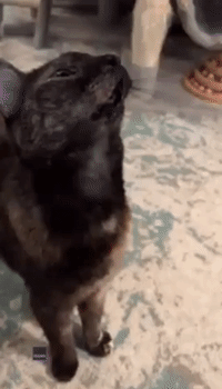 'Feline' Good: Cat Chills Out During Blissful Hair Brush