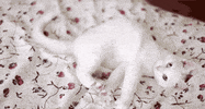 cat clapp GIF