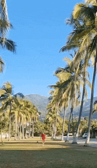 Cronopiocreativo pacho cronopio pvchiquis GIF