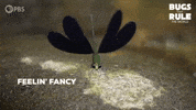 Flying Fancy Pants GIF by PBS