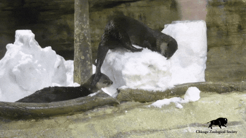 BrookfieldZoo giphygifmaker snow winter silly GIF