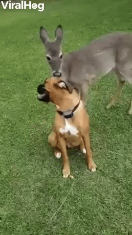 Deer Bounces and Frolics With Boxer Buddies