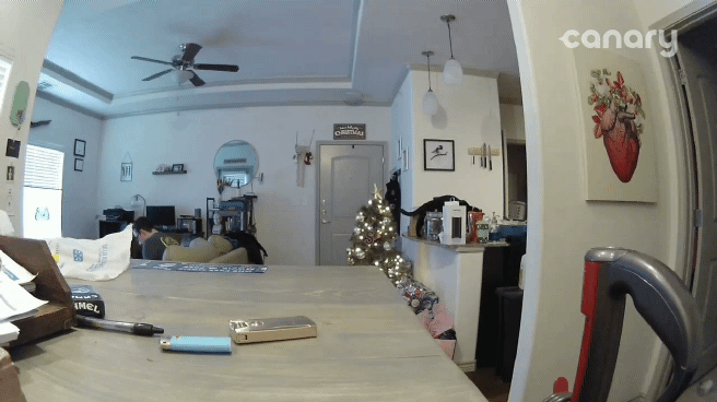 cats knocking things over GIF