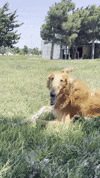 gonzotheborzoi meme dog funnydog dogmeme GIF