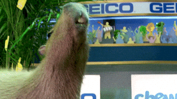 Capybara GIF by Puppy Bowl