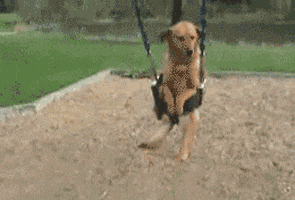Video gif. A dog in a child's swing at a playground, hind legs and tail through the holes, seems to smile as it swings back and forth.