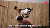 Yoga Goats GIF by BuzzFeed