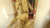 GIF by Random Goat