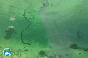 Manatee Hello GIF by SaveTheManateeClub