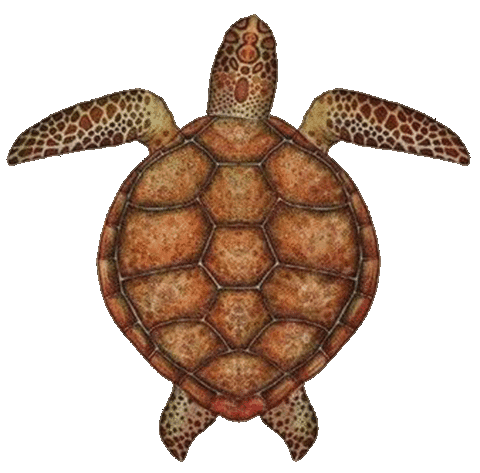 Turtle Sticker by babywild