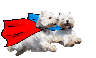 dog flying Sticker by Tales&Tails