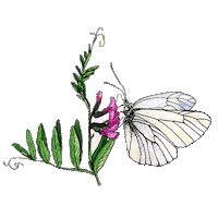 sveklaart butterfly цветы цветок бабочка Sticker