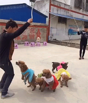 Video gif. Two men hold each end of a long jump rope, as five small brown dogs in colorful skirts jump rope in unison.