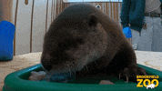Animal Crossing Baby GIF by Brookfield Zoo