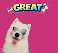 Cute Dog Benji GIF