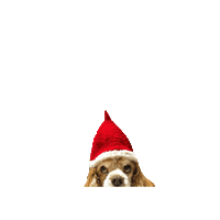 Dogs Love Sticker
