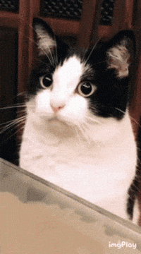 Cat Licking GIF