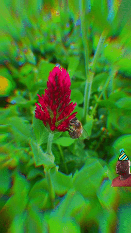Grillenparz1452 happy bee bio biodiversity GIF