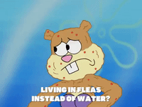 season 5 episode 10 GIF by SpongeBob SquarePants