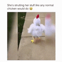 baby chicken GIF