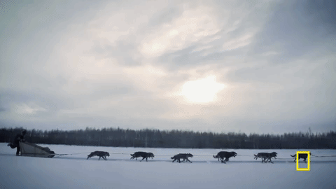 natgeochannel giphygifmaker life below zero giphynatanimals GIF