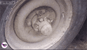 Pump It Cat GIF by Web3 Newswire