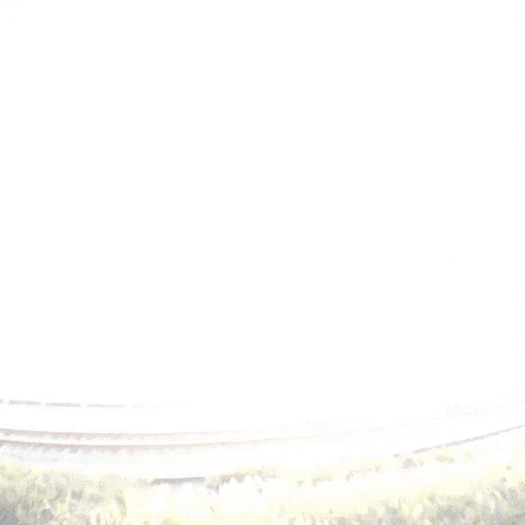 jethroames loop nature howto GIF