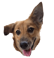 Good Vibes Dogs Sticker
