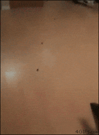 club strip GIF