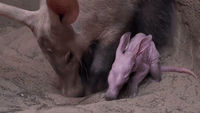 Chester Zoo Welcomes Its First-Ever Baby Aardvark