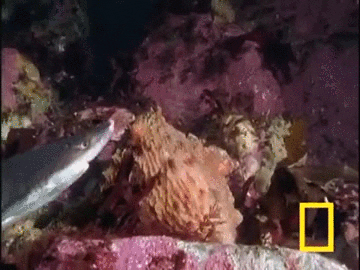 octopus pacific GIF
